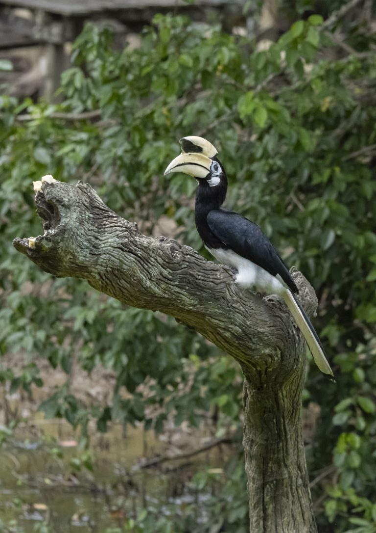 Oriental Pied Hornbill