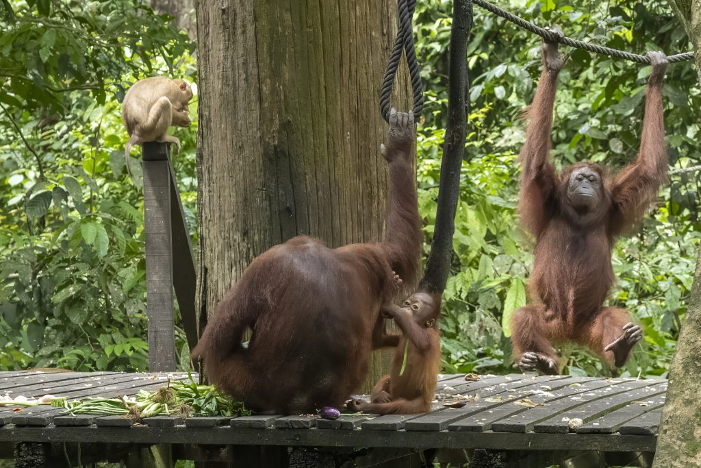 Orangutans