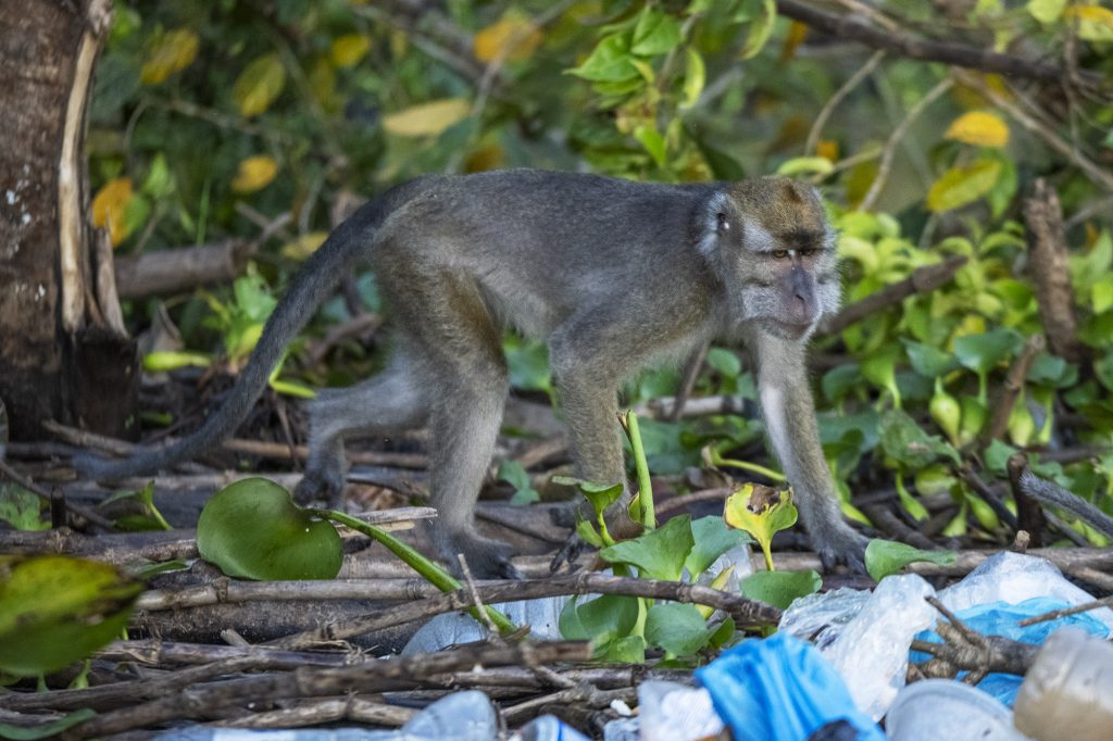 Long Tailed Macaque