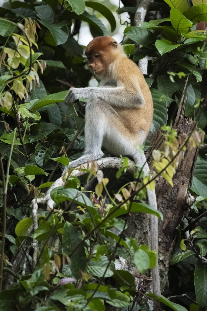 Probiscis Monkey