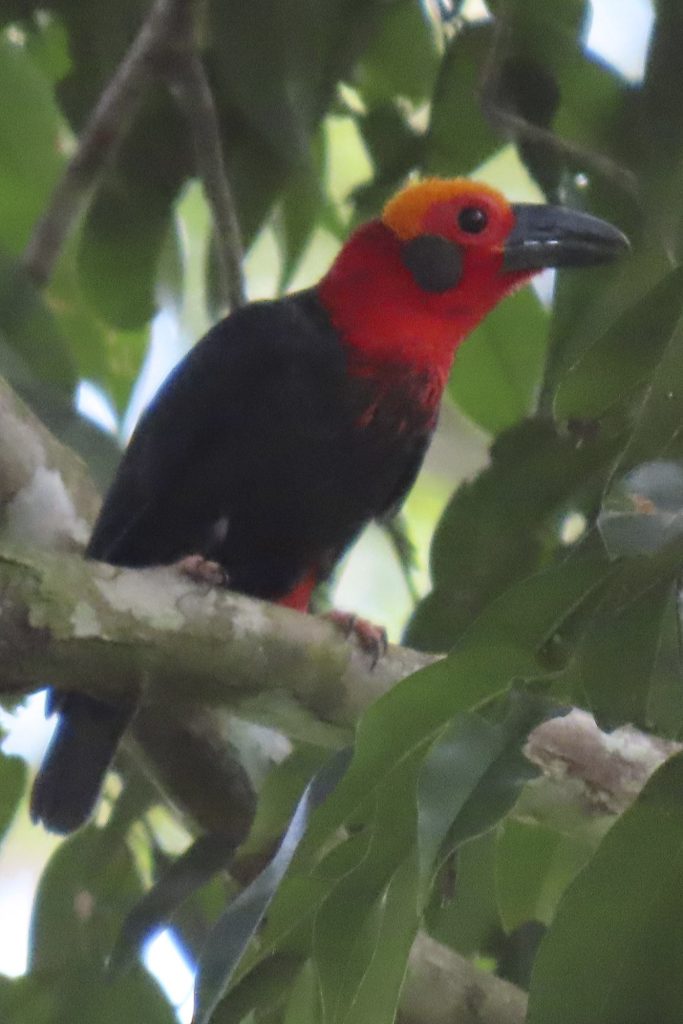 Red Bearded Bee Eater