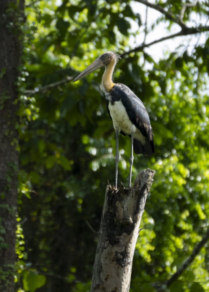 Lesser Adjutant