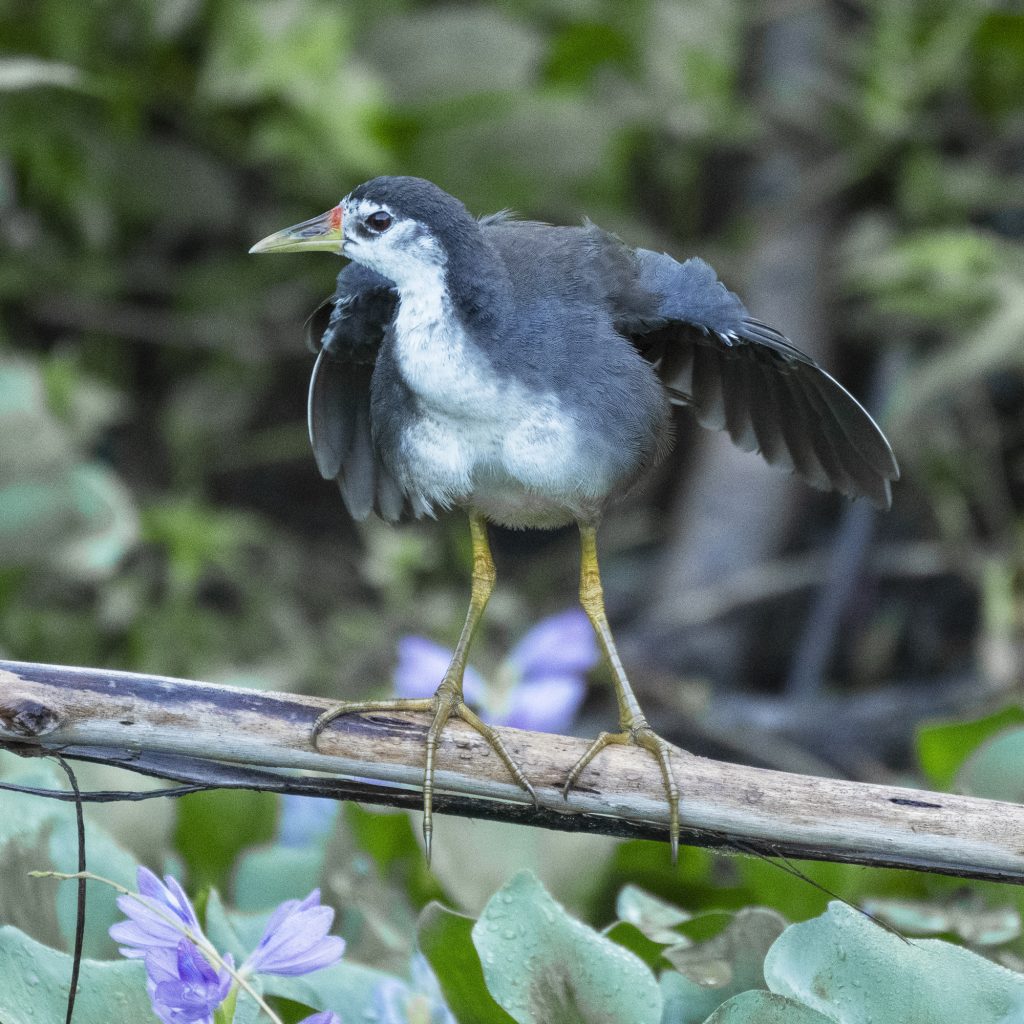 White Breasted Waterhen