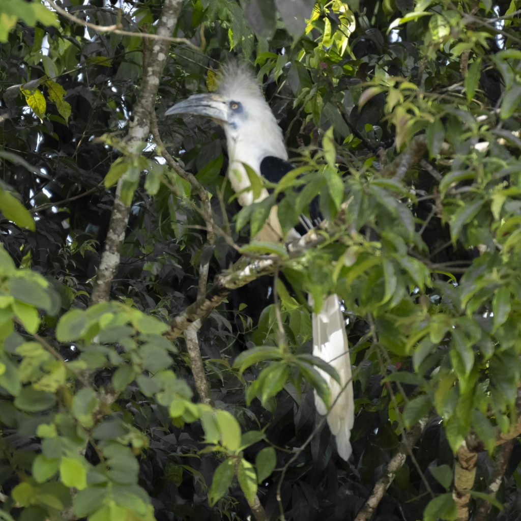 Female White Crested Spoonbill