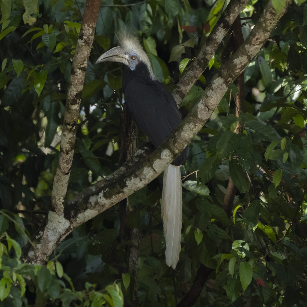 Male White Crested Spoonbill